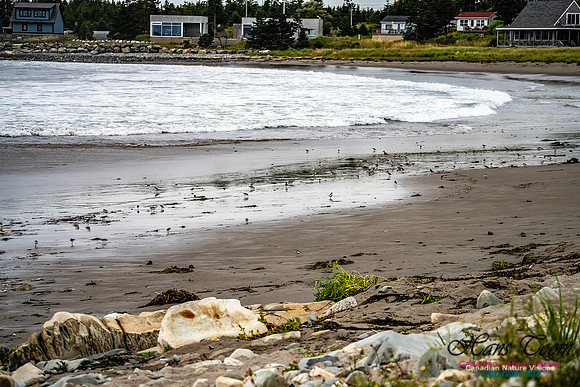 Shorebirds of Hurricane Erin 100