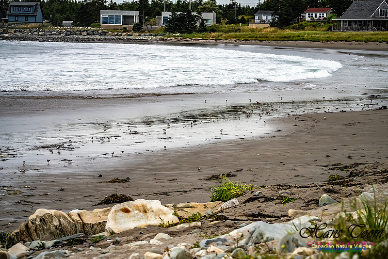 Shorebirds of Hurricane Erin 100