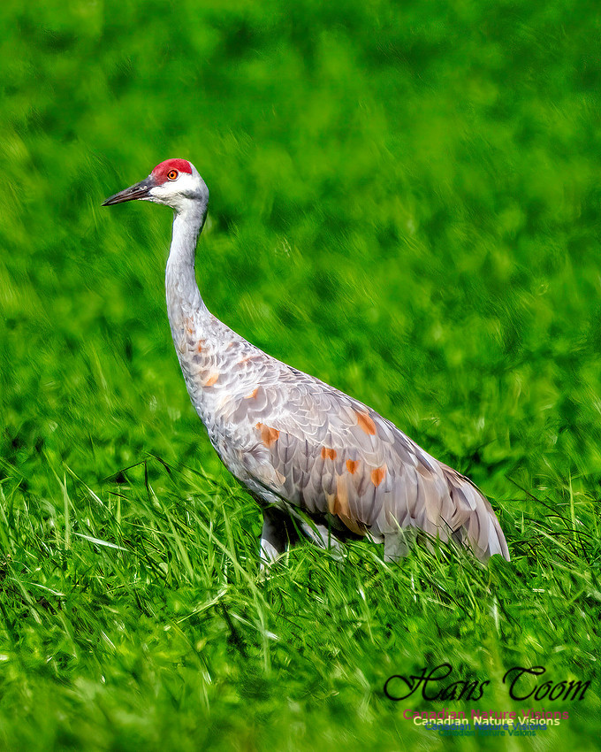 Sandhill Crane 355