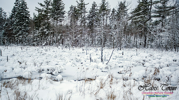 December Snow Scenes in Nova Scotia 122