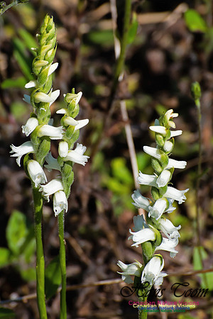 Nodding Ladies Tresses Orchid