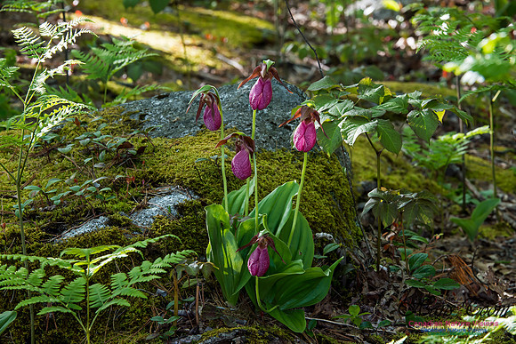 Pink Ladys Slipper Orchid