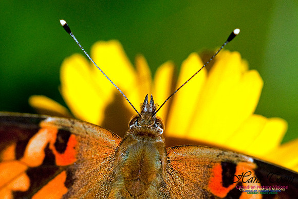 Painted Lady