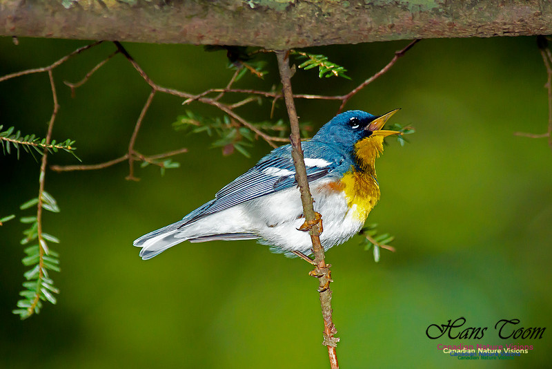 Northern Parula