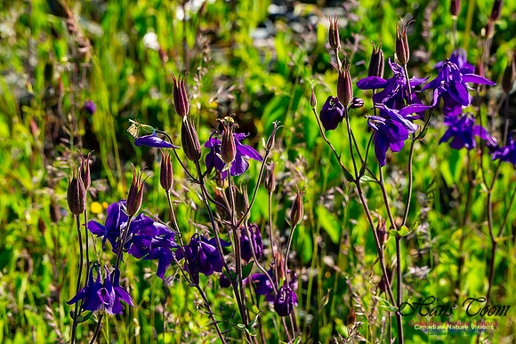 Columbine 105