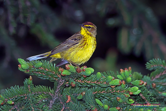 Palm Warbler
