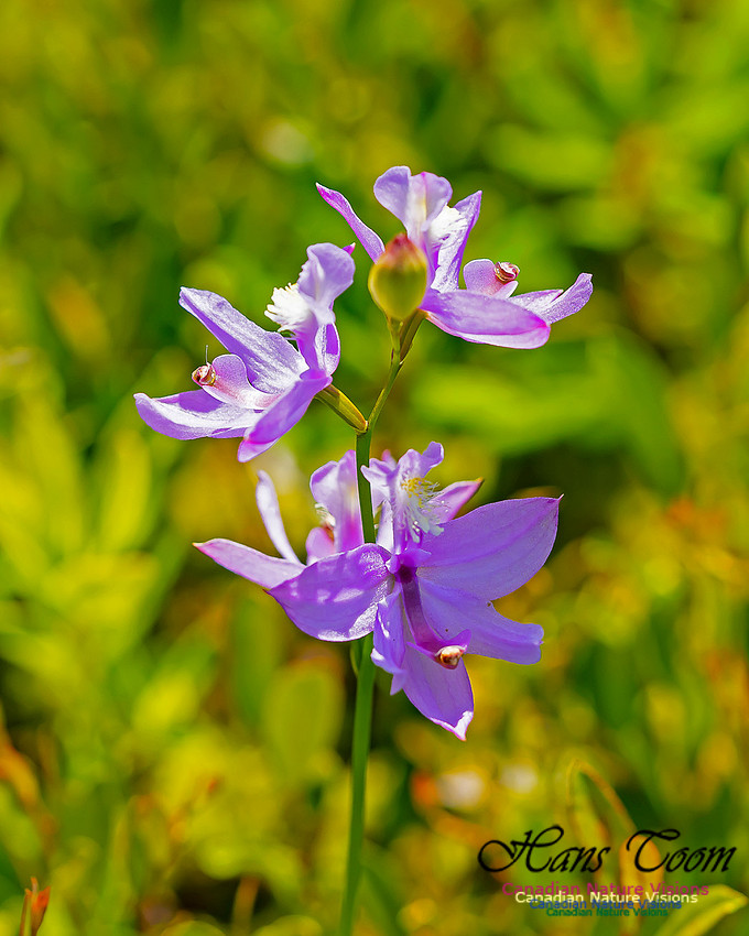 Grass Pink Orchid 103