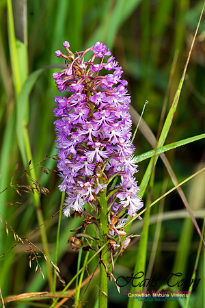 Large Purple Fringed Orchid