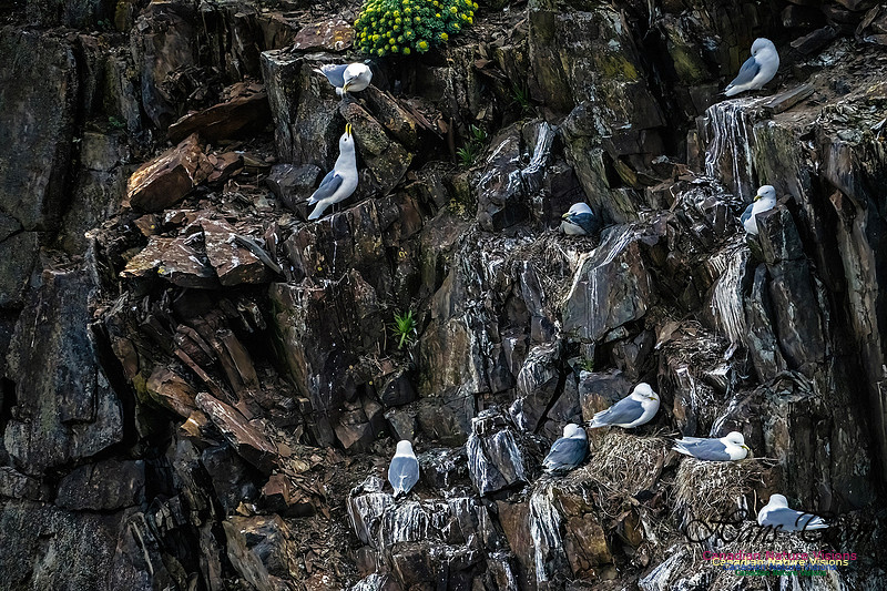 Elliston and Atlantic Puffins 110