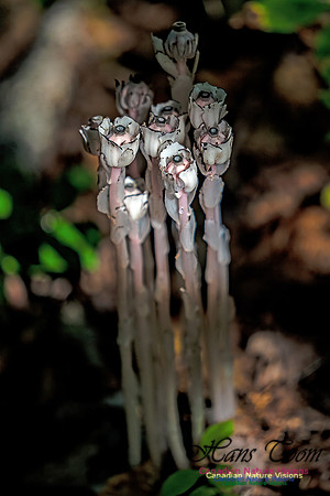 Ghost Plant