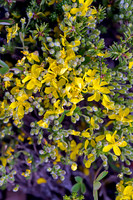 Alpine Wildflowers