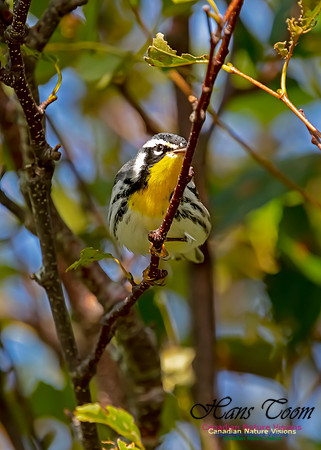 Yellow-throated Warbler 101