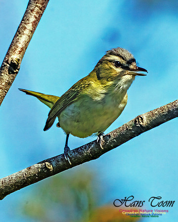 Red-eyed Vireo 104