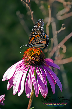 Monarch