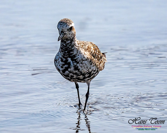 Black-bellied Plover 352