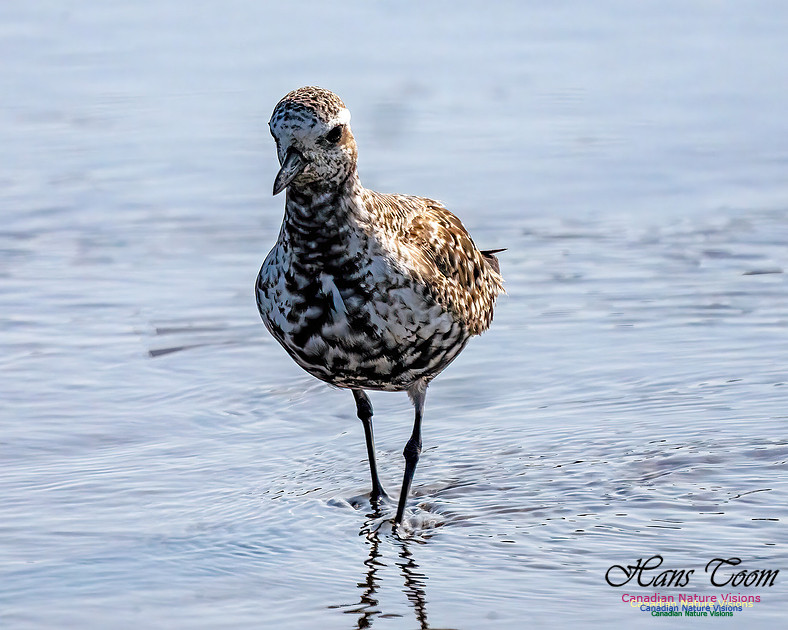 Black-bellied Plover 352