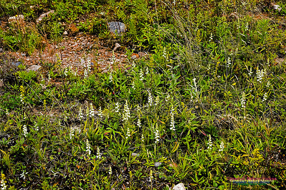 Nodding Ladies Tresses Orchid