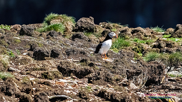 Elliston and Atlantic Puffins 124