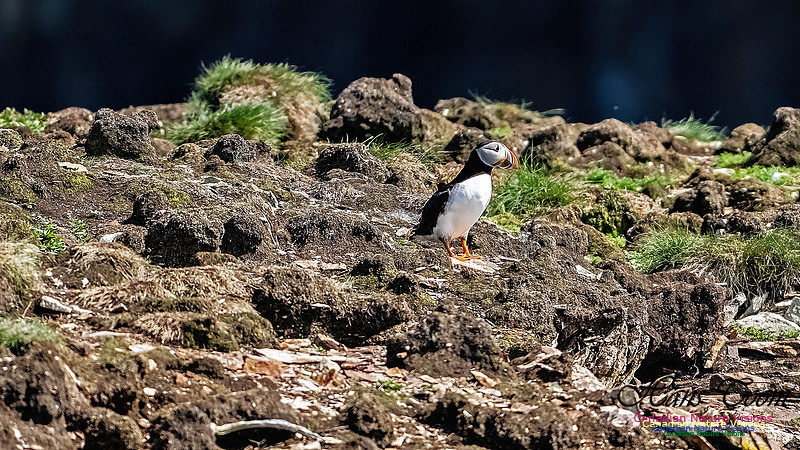 Elliston and Atlantic Puffins 124