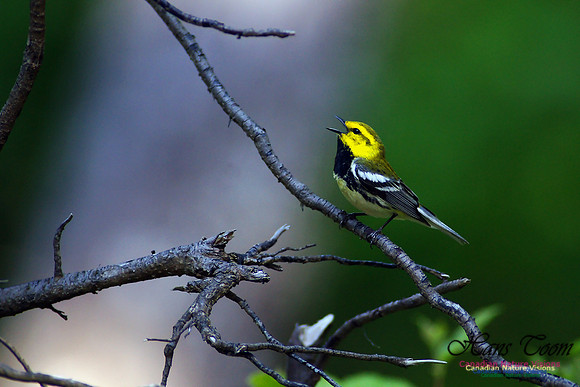 Black-throated Green Warbler