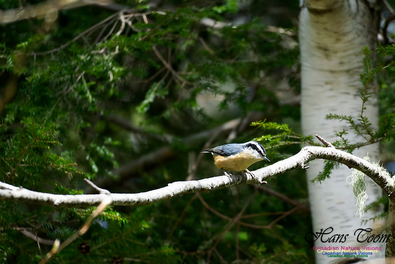 Red-breasted Nuthatch 100