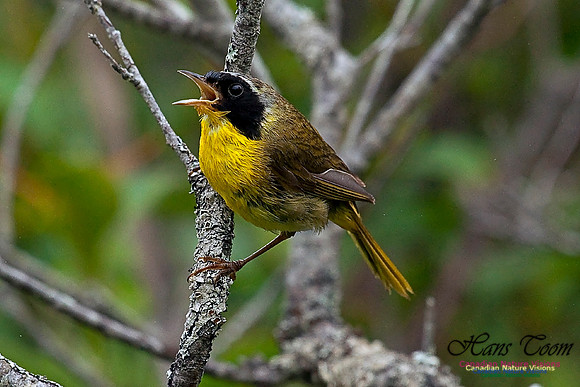 Common Yellowthroat