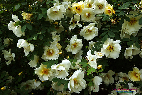 Annapolis Royal Historic Gardens