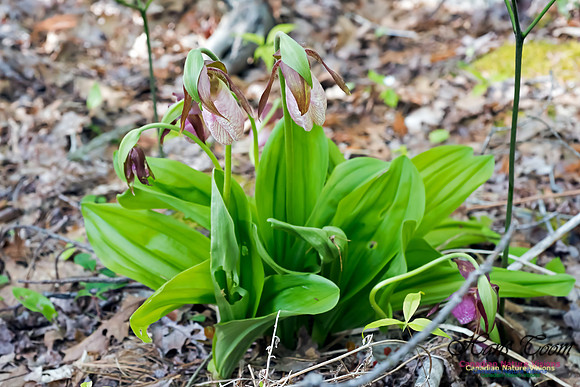 Pink Lady's Slipper