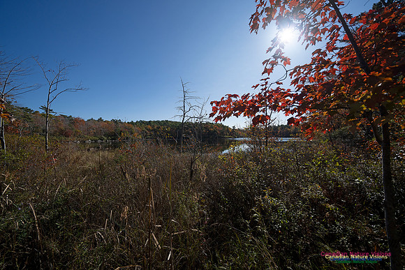 Frog Pond Stroll 125