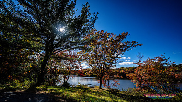 Last Fall Colours of 2024 102