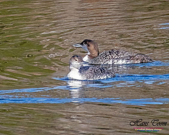 Common Loon 915