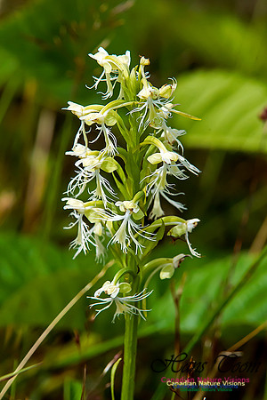 Ragged Fringed Orchid