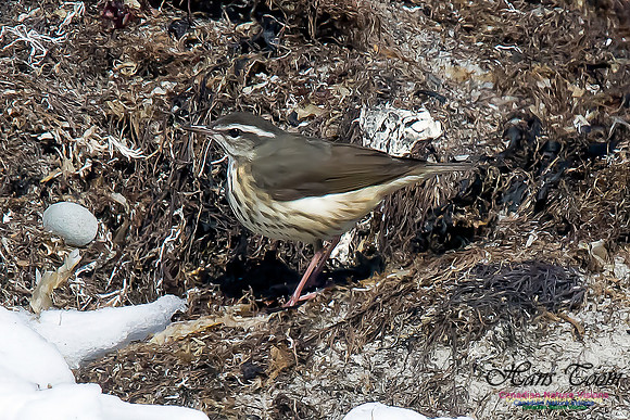 Louisiana Waterthrush