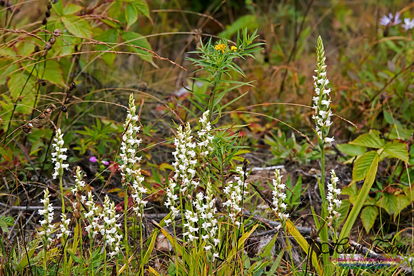 Nodding Ladies Tresses Orchid