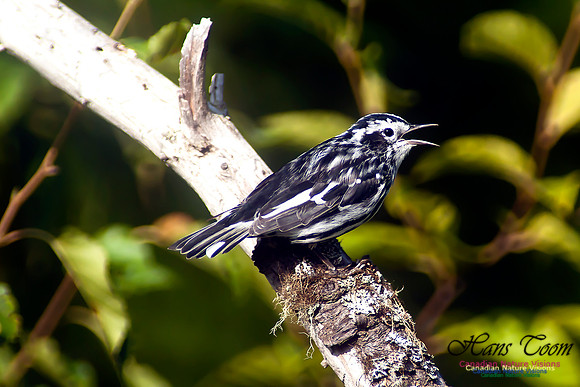 Black-and-White Warbler