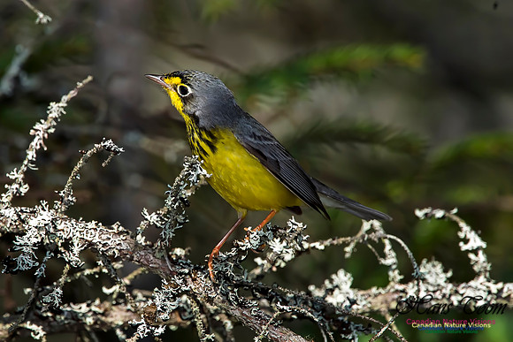 Canada Warbler