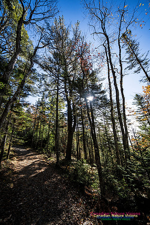 Woodland Stroll 113