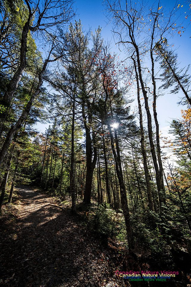 Woodland Stroll 113