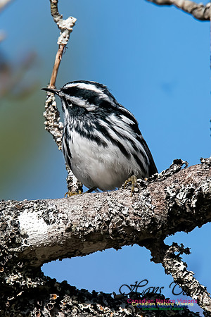 Black-and-White Warbler