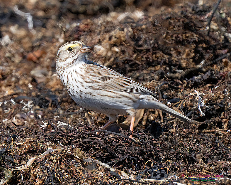 Ipswich Sparrow 766