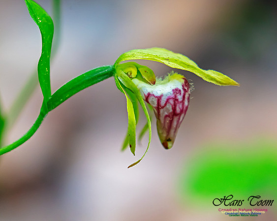 Ram's Head Orchid 109