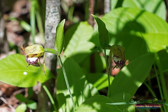 Ram's Head Orchid