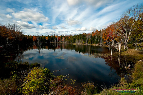 FallColours2011-7