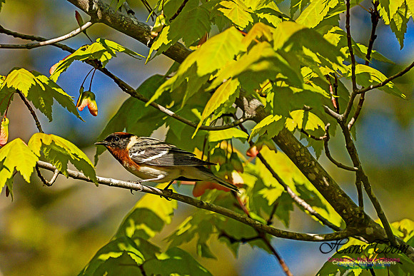 Bay-breasted Warbler 109