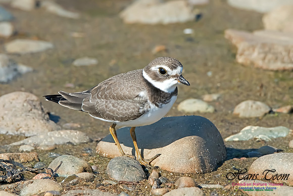Semipalmated Plover