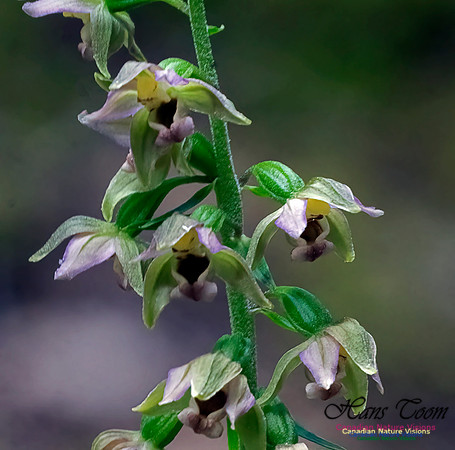 Heelleborine Orchid 202