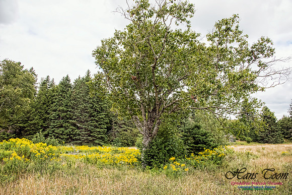 Goldenrod