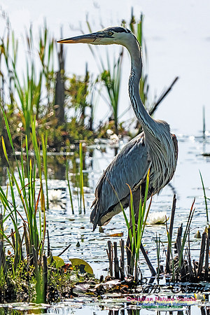 Great Blue Heron 707