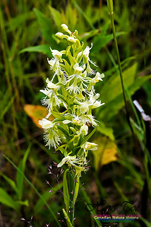Ragged Fringed Orchid