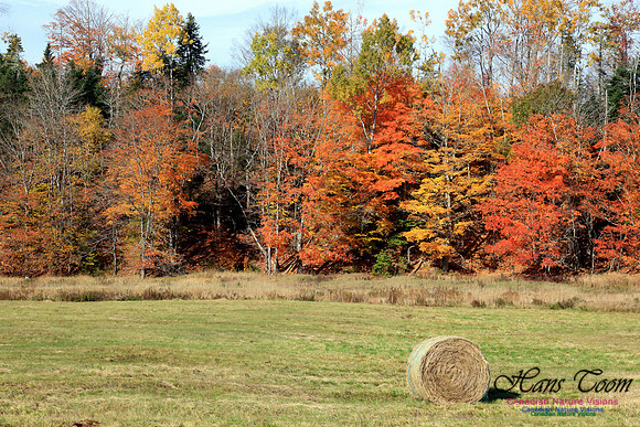 Maple Forest Fall Colours 2016